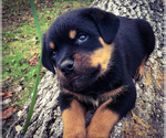 Small #2 Rottweiler