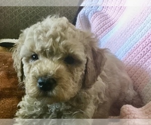 Poodle (Miniature) Puppy for sale in KENOSHA, WI, USA