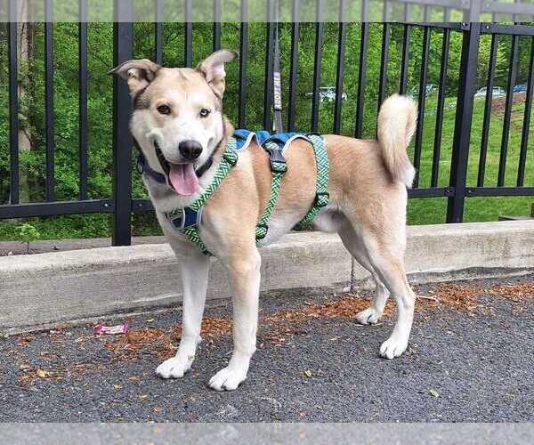 Medium Photo #1 Siberian Husky-Unknown Mix Puppy For Sale in Silver Spring, MD, USA