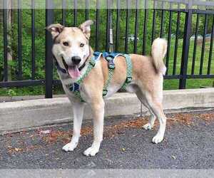 Siberian Husky-Unknown Mix Dogs for adoption in Silver Spring, MD, USA