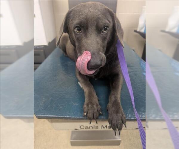 Medium Photo #1 Labrador Retriever-Unknown Mix Puppy For Sale in Mobile, AL, USA