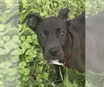 Small #1 American Pit Bull Terrier Mix