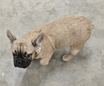 Small #2 French Bulldog