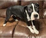 Puppy Soloman Boxer