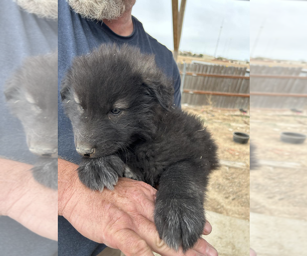 Medium Photo #6 Wolf Hybrid Puppy For Sale in LAMAR, CO, USA