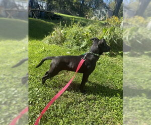 Pumpernickel - Female Mutt Dog for Adoption - Photo #4