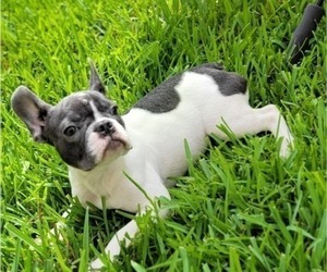 French Bulldog Puppy for sale in TAMPA, FL, USA