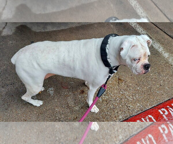 Medium Photo #3 Boxer Puppy For Sale in Austin, TX, USA