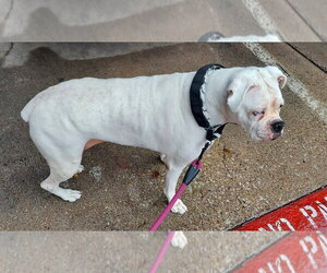 Ivy III - Female Boxer Dog for Adoption - Photo #3