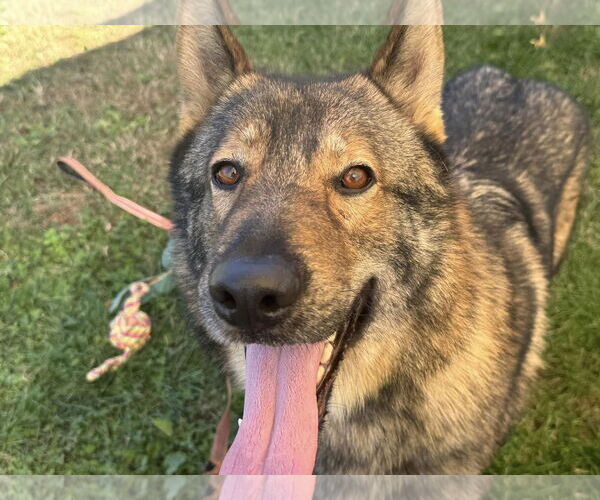 Medium Photo #2 German Shepherd Dog-Unknown Mix Puppy For Sale in Millersville, MD, USA