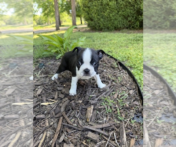Medium Photo #1 Boston Terrier Puppy For Sale in FREDONIA, KS, USA