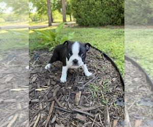 Boston Terrier Puppy for sale in FREDONIA, KS, USA