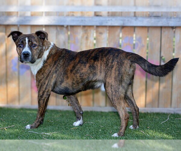 Medium Photo #1 Mutt Puppy For Sale in West Valley, UT, USA