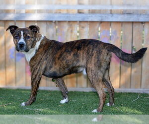 Mutt Dogs for adoption in West Valley, UT, USA