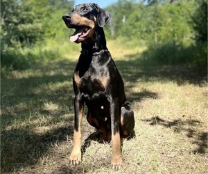 Mother of the Doberman Pinscher puppies born on 05/25/2026