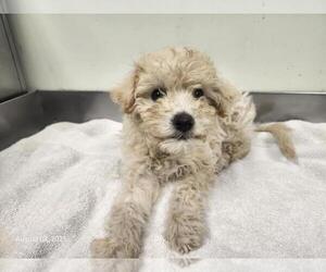 Poodle (Miniature) Dogs for adoption in Santa Cruz, CA, USA