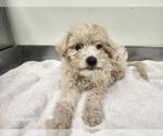 Small Poodle (Miniature)