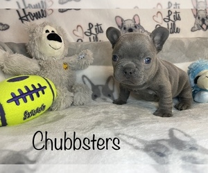 French Bulldog Puppy for sale in VICTORVILLE, CA, USA