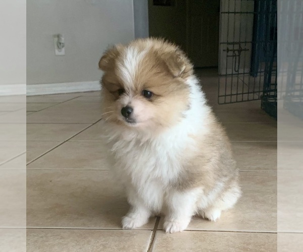 Medium Photo #2 Pomeranian Puppy For Sale in LEHIGH ACRES, FL, USA