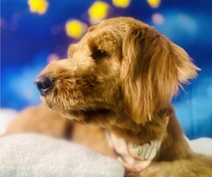 Father of the Doodle-Goldendoodle Mix puppies born on 08/13/2025
