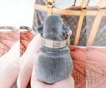 Small Photo #13 French Bulldog Puppy For Sale in MARYSVILLE, WA, USA