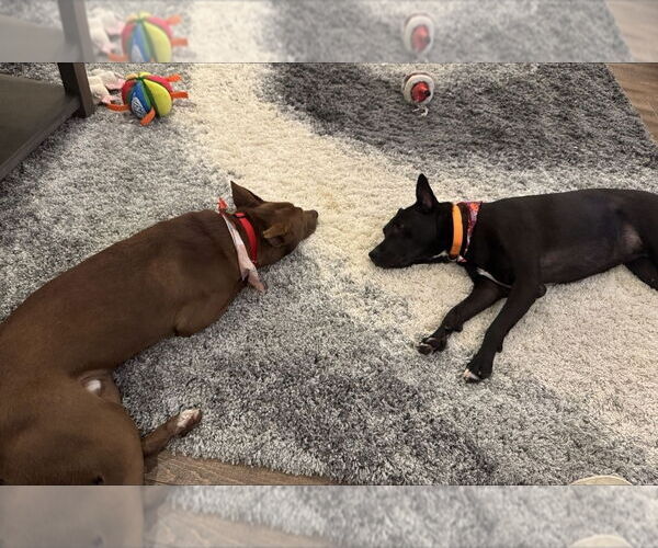 Medium Photo #16 Australian Kelpie Puppy For Sale in Westminster, MD, USA