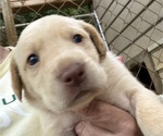 Puppy Puppy 3 Labrador Retriever
