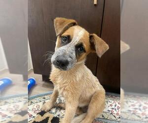 Mutt Dogs for adoption in San Antonio, TX, USA