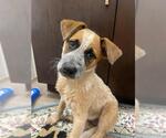 Small Mutt