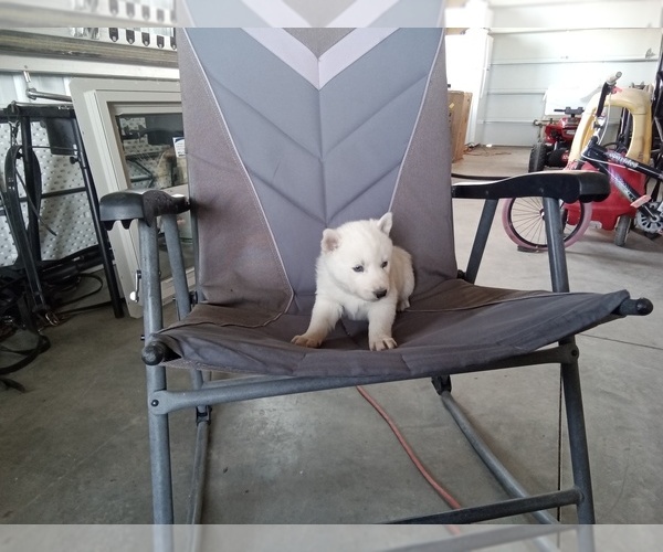 Medium Photo #7 Siberian Husky Puppy For Sale in WESTCLIFFE, CO, USA