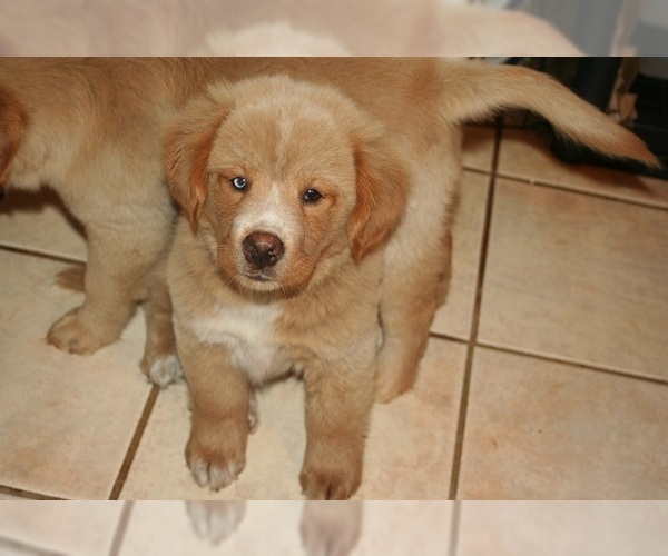 Medium Photo #4 Golden Retriever Puppy For Sale in HIGH POINT, NC, USA