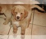 Small Photo #4 Golden Retriever Puppy For Sale in HIGH POINT, NC, USA