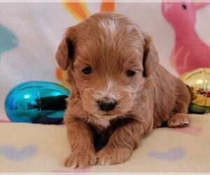 Poo-Ton Puppy for sale in ROCKFORD, MI, USA