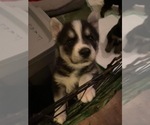 Small Photo #4 Siberian Husky Puppy For Sale in APOPKA, FL, USA