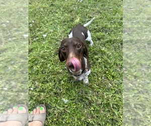 Mother of the Dachshund puppies born on 06/23/2026