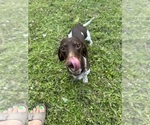 Small Photo #1 Dachshund Puppy For Sale in LAKE PLACID, FL, USA