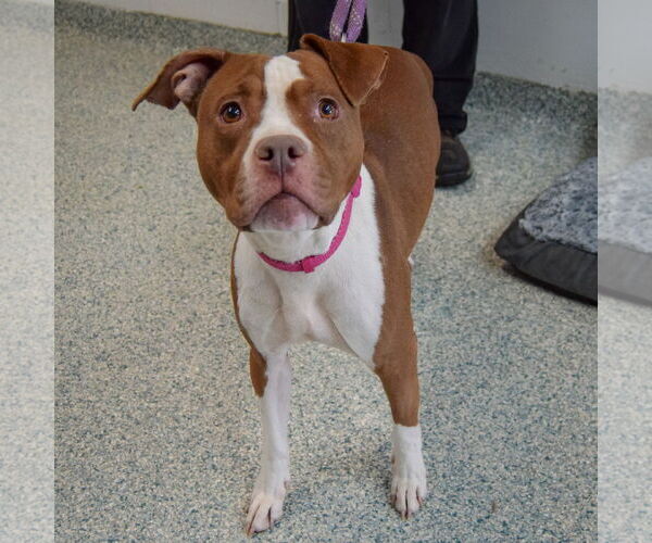 Medium Photo #2 American Staffordshire Terrier-Boxer Mix Puppy For Sale in Huntley, IL, USA