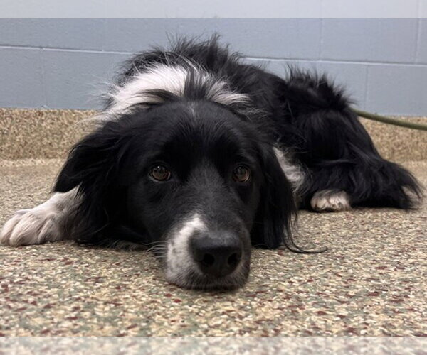 Medium Photo #1 Border Collie-Unknown Mix Puppy For Sale in Fort Collins, CO, USA