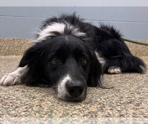 Border Collie-Unknown Mix Dogs for adoption in Fort Collins, CO, USA