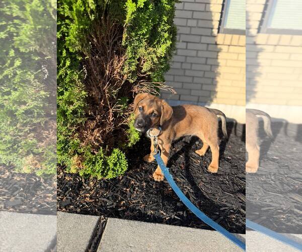 Medium Photo #5 Black Mouth Cur-Unknown Mix Puppy For Sale in Shermans Dale, PA, USA