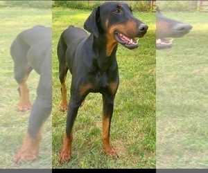 Father of the Doberman Pinscher puppies born on 06/25/2022