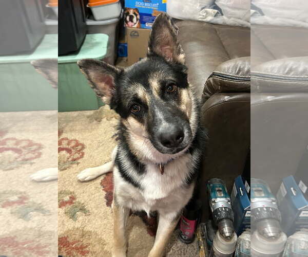 Medium Photo #5 German Shepherd Dog-Unknown Mix Puppy For Sale in Phoenix, AZ, USA