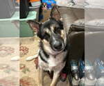 Small #4 German Shepherd Dog Mix