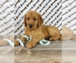 Image preview for Ad Listing. Nickname: Rocko