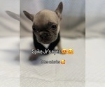Small #6 French Bulldog