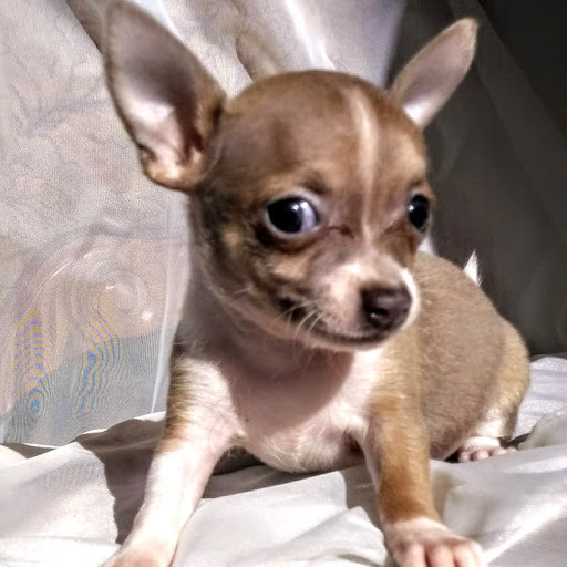 Medium Photo #4 Chihuahua Puppy For Sale in MOUNT DORA, FL, USA