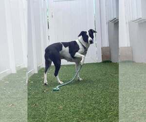Emily - Female Mutt Dog for Adoption - Photo #5