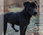 Small #3 Mutt