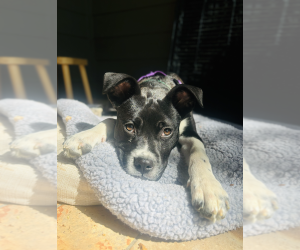 Medium Photo #9 Mutt Puppy For Sale in Candler, NC, USA