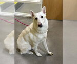 Small German Shepherd Dog